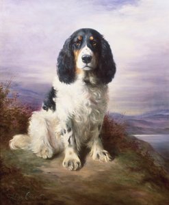 Royal, Üç Renkli Çalışan Springer Spaniel