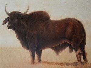 brahman boğa by Lincoln Seligman