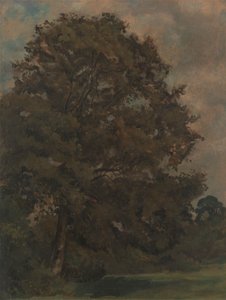 Dişbudak Ağacı Çalışması by Lionel Constable