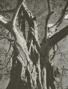 Banyan ağacı (s/b fotoğraf)