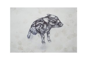 Küçük Domuz,2015,(kağıt üzerinde biro) by Lou Gibbs