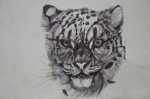 Snow Leopard,2016,(kağıt üzerinde biro) by Lou Gibbs