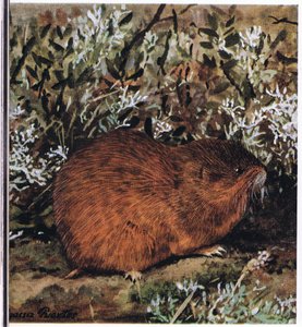 Brown Lemming, petek tünellerinde yaşayan tıknaz bir kemirgen by Louis Agassiz Fuertes