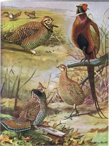 Heath Hen, Ring Necked Pheasant, Eastern Ruffed Grouse  by Louis Agassiz Fuertes