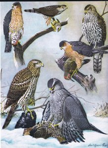 Sharp-Skinned Hawk, Coopers Hawk, Eastern Goshawk 