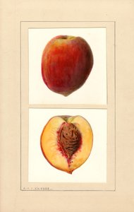 Şeftali (Prunus persica: 10 numara) (suluboya) by Louis Charles Christopher Krieger