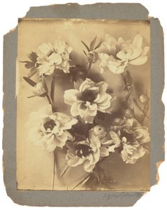 Tiffany Studios, 1898-1920 dolayları (fotoğraf s/b) by Louis Comfort Tiffany