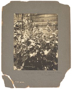 Tiffany Studios, 1898-1920 dolayları (fotoğraf s/b) by Louis Comfort Tiffany