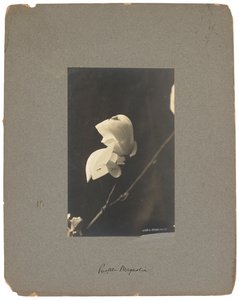 Tiffany Studios, 1898-1920 dolayları (fotoğraf s/b) by Louis Comfort Tiffany