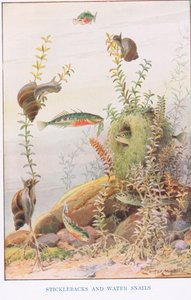 Sticklebacks ve Su Salyangozları, 