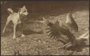 [Angry Bird and Dog] by Louis Fleckenstein