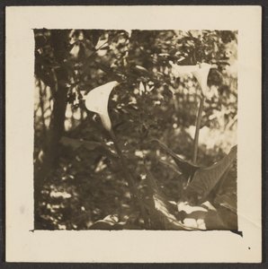  by Louis Fleckenstein