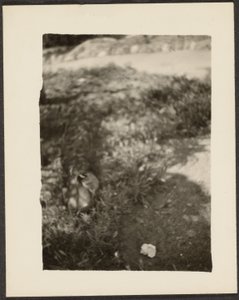 by Louis Fleckenstein