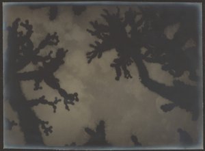 [Joshua Trees] by Louis Fleckenstein