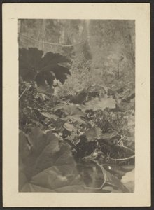  by Louis Fleckenstein
