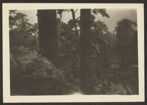  by Louis Fleckenstein