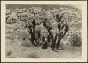  by Louis Fleckenstein