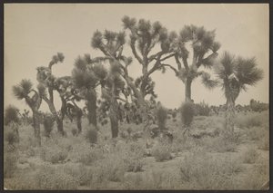  by Louis Fleckenstein