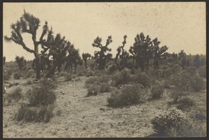  by Louis Fleckenstein