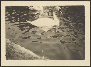 [Swan] by Louis Fleckenstein