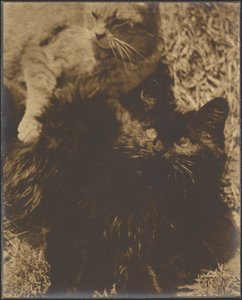 [İki Kedi] by Louis Fleckenstein