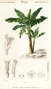 Muz, Moses Assuminata., 1849 (gravür)