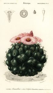 Arı kovanı kaktüsü, Coryphantha filidens., 1849 (gravür) by Louis Joseph Edouard Maubert