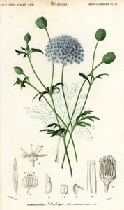 Mavi dantel çiçeği, Trachymene coerulea. ,1849 (gravür)