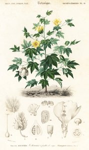 Pamuk bitkisi, Gossypium barbadense.,1849 (gravür)