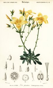Keten, Linum campanulatum., 1849 (gravür)