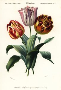 Bahçe lalesi, Tulipa gesneriana., 1849 (gravür)