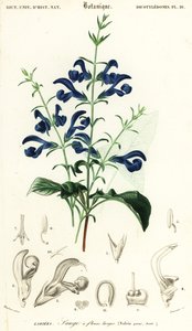 Gentian adaçayı veya yayılan adaçayı, Salvia patens., 1849 (gravür)