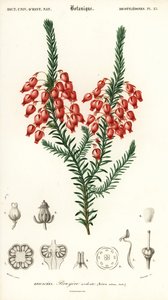 Parlayan funda, Erica ardens. ,1849 (gravür)