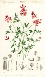 İndigo bitkisi, İndigofera procumbens. ,1849 (gravür)