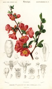 Japon ayvası, Chaenomeles japonica., 1849 (gravür)