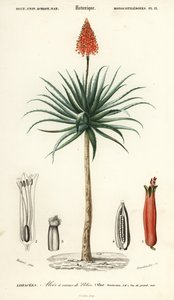 Krantz aloe, Aloe arborescens., 1849 (gravür)