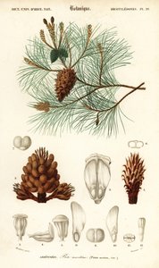 Deniz çamı veya salkım çamı, Pinus pinaster., 1849 (gravür)