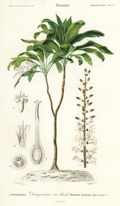 Palmiye zambağı, Cordyline fruticosa., 1849 (gravür) by Louis Joseph Edouard Maubert