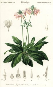 Kayan yıldız veya doğu kayan yıldız, Dodecateon mediadia. ,1849 (gravür) by Louis Joseph Edouard Maubert