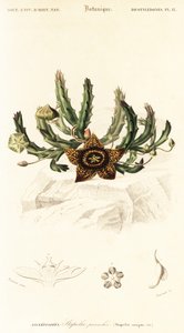Yıldız çiçeği, Orbea variegata.,1849 (gravür)
