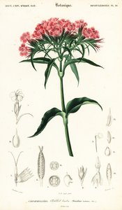Tatlı William, Dianthus barbatus., 1849 (gravür)
