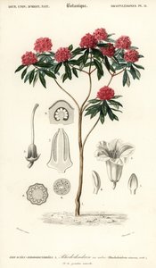 Ağaç ormangülü, Ormangülü arboreum. ,1849 (gravür)