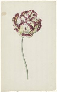 Lale by Louis Moritz