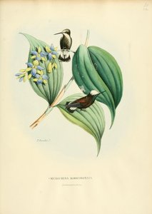 mikrochera albocoronata
