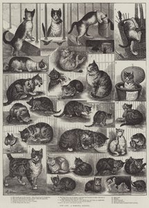 Kedilerimiz, Yerli Bir Tarih by Louis Wain