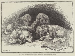 Tarım Salonundaki Kraliyet Köpekleri, Galler Prensi Basset-Hounds by Louis Wain