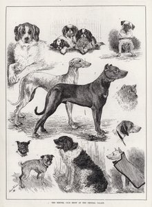 Crystal Palace'daki Kennel Club Gösterisi (gravür) by Louis Wain