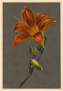 Hemerocallis (Daylily), 1830 (hazırlanmış zemin ile kağıt üzerine gövde rengi) by Louise DOrleans