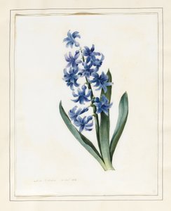 Sümbül, 1826 (parşömen üzerine bazı gövde rengine sahip wc)