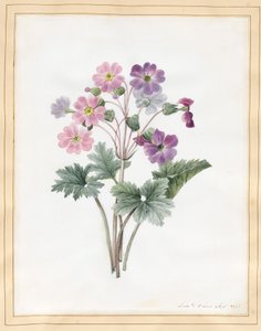 Hibrit Auricula (parşömen üzerinde wc)